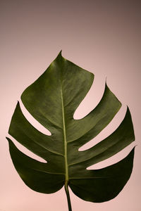 Close-up of leaves against white background