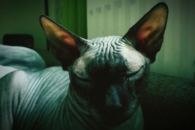 Close-up portrait of sphynx cat