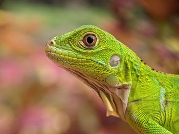 Reptile Iguana