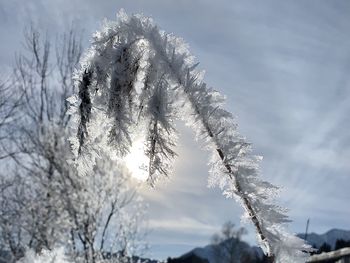 Low angle view of frozen tree against sky