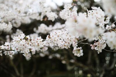 Close-up of white cherry blossoms in spring