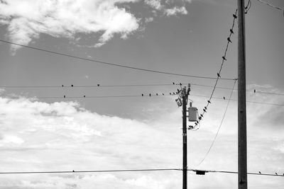 Birds on telephone wires 