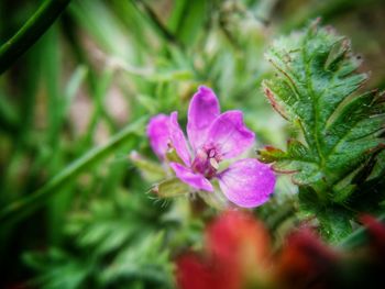 Close-up of purple flowers