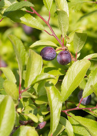 Close-up of blackberries growing on plant