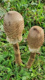 Close-up of mushroom growing on field