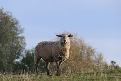Sheep standing in field against clear sky