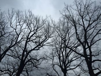 Low angle view of bare trees against sky