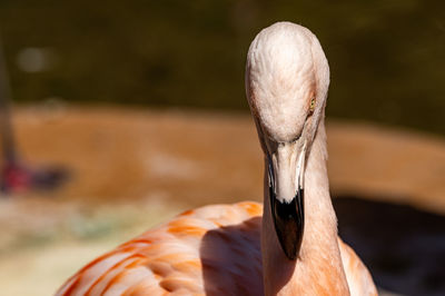 Close-up of bird