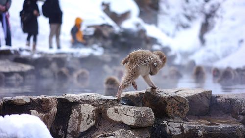 Monkey on rock