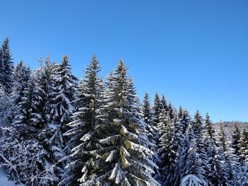 Low angle view of snow covered pine trees against blue sky during winter