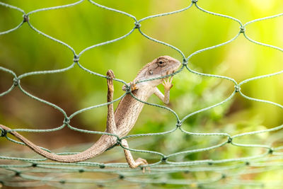 Close-up of squirrel on fence