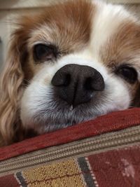 Close-up portrait of a dog