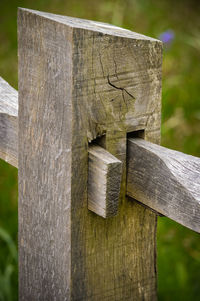 Close-up of wooden tree stump