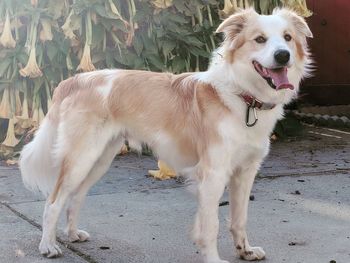 View of dog standing on land