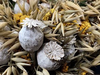Close-up of dried flowers on plant