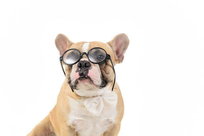 Close-up of a dog against white background