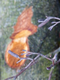 Close-up of insect on leaf