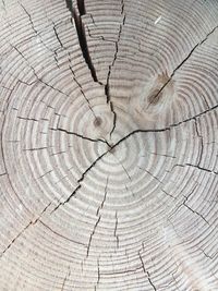 Full frame shot of tree stump