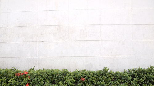 Scenic view of white flowering plants on wall