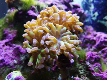 Close-up of coral undersea