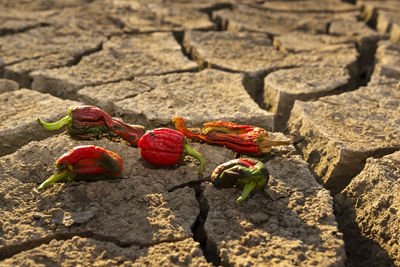 High angle view of red chili peppers on cracked field