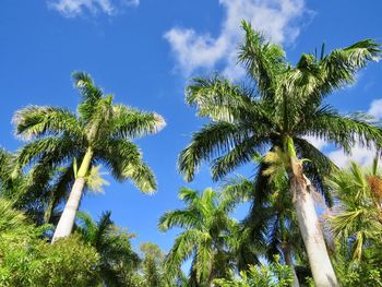 Low angle view of palm trees against sky