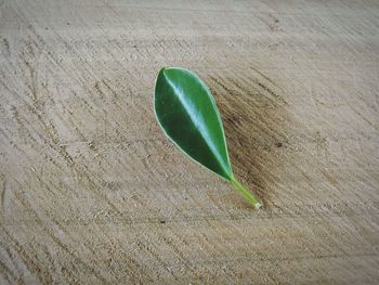 High angle view of leaf on field