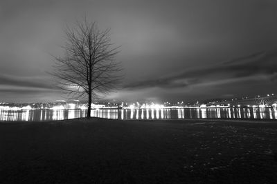 View of bare trees at night