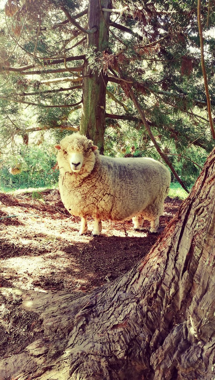 one animal, animal themes, dog, domestic animals, tree, mammal, pets, day, no people, tree trunk, full length, outdoors, looking at camera, nature, portrait