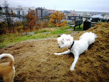 Dog on grass against sky