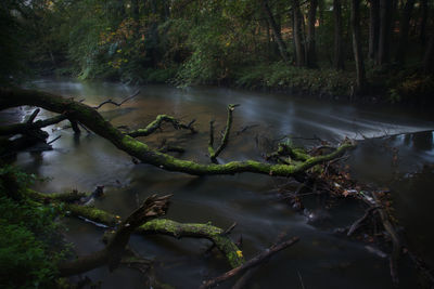 Scenic view of lake in forest