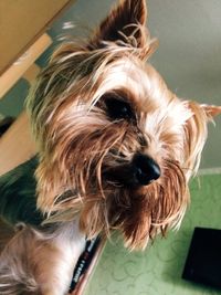 Close-up portrait of dog at home