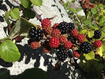 Close-up of berries on tree