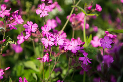 Close-up of flowers blooming outdoors