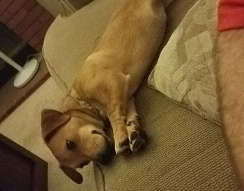 High angle view of dog relaxing at home