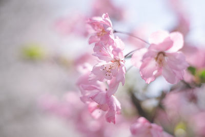 Beautiful pink apple blossoms in full bloom and blue sky.