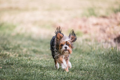 Running dog