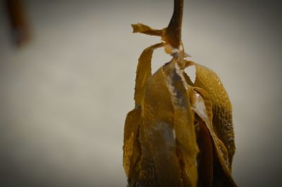 Close up of plant against blurred background