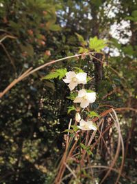 Close-up of white flowers