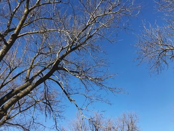 Low angle view of bare tree against clear blue sky