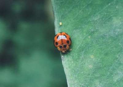 Close-up of ladybug on leaf