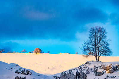 Bare trees on snow covered landscape against blue sky