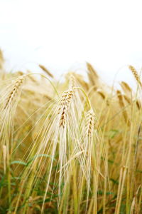 Close-up of wheat