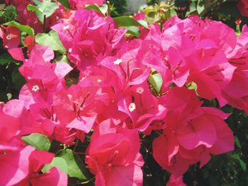 Close-up of pink flowers