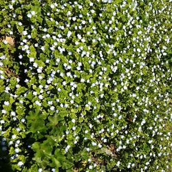 Full frame shot of white flowers