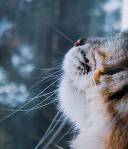 Close-up of cat