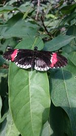 High angle view of butterfly on plant