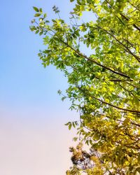 Low angle view of tree against sky