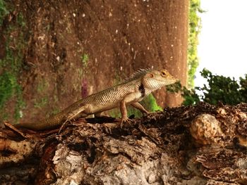 Lizard on tree