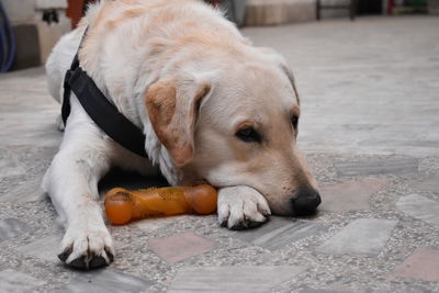 Close-up of puppy sleeping on footpath